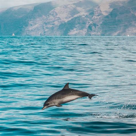 dolphins lines|60 Dolphin Quotes to Shower You With Happiness .